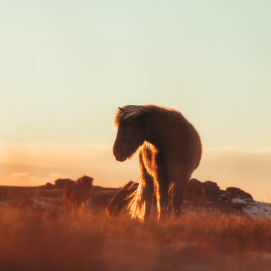 Wild Horses of Iceland